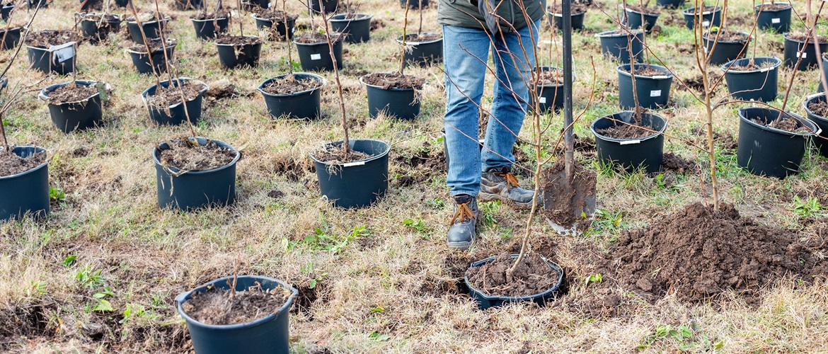 Man with spade surrounded by trees in pots