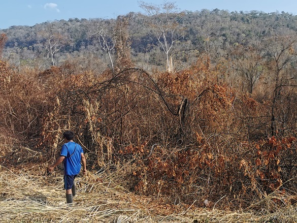 The aftermath of forest fires in the community of Potsoteni, Peru.